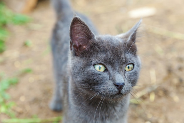 Funny short-haired domestic gray kitten . British cat walking outdoors in garden on summer day. Pet care health and animals concept New lovely member of family