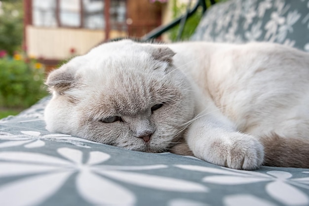 Funny short haired domestic white British cat sleeping on garden swing sofa Kitten resting and relax in sun outdoors in backyard on summer day Pet care and animals concept