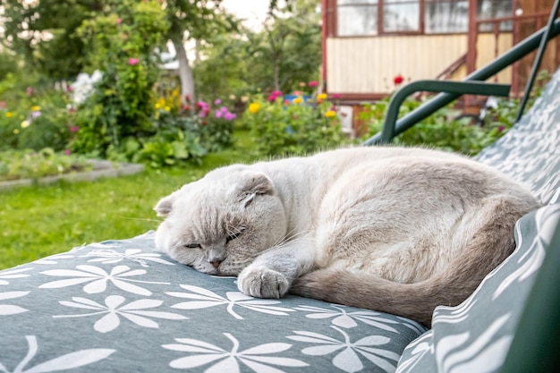 庭のブランコ ソファ子猫休息とリラックスで眠っている面白い短い髪の国内の白いイギリス猫