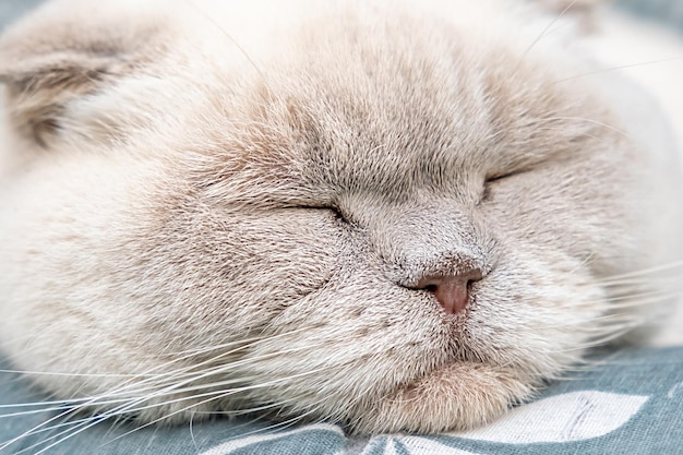 Funny short haired domestic white british cat sleeping indoor
at home kitten resting and relax on blue sofa pet care and animals
concept