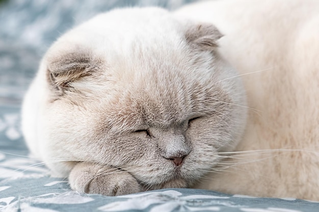 집에서 실내에서 자고 있는 재미있는 짧은 머리의 흰색 영국 고양이 새끼 고양이는 파란색 소파에서 쉬고 휴식을 취합니다.