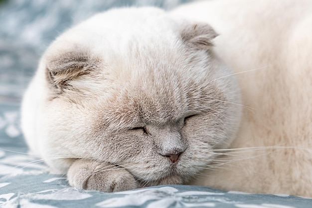 Funny short haired domestic white British cat sleeping indoor at home Kitten resting and relax on blue sofa Pet care and animals concept