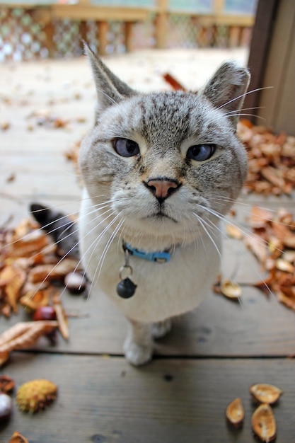 Foto gatto divertente siamese