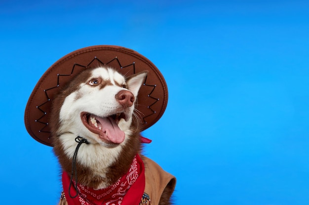 Funny Siberian Husky dog in a cowboy hat on a blue background
