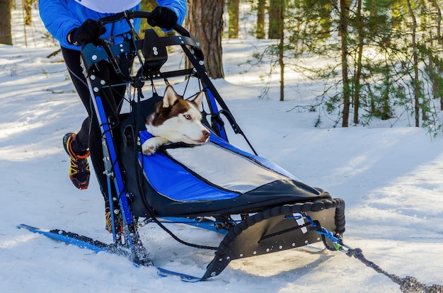 Funny siberian husky dogs in harness