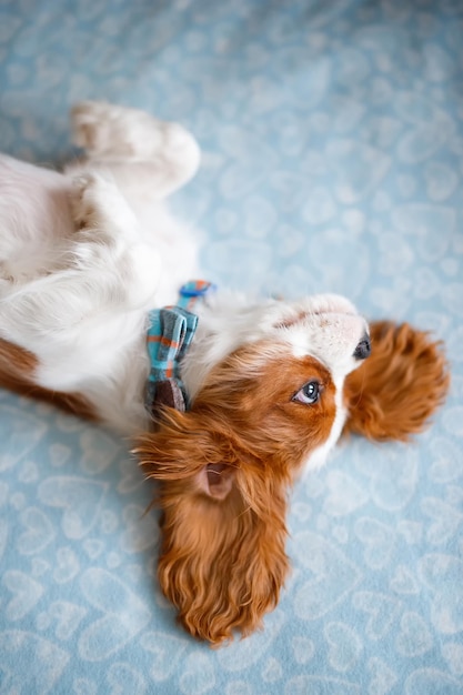 面白い眠っているキャバリアキングチャールズスパニエル子犬の顔