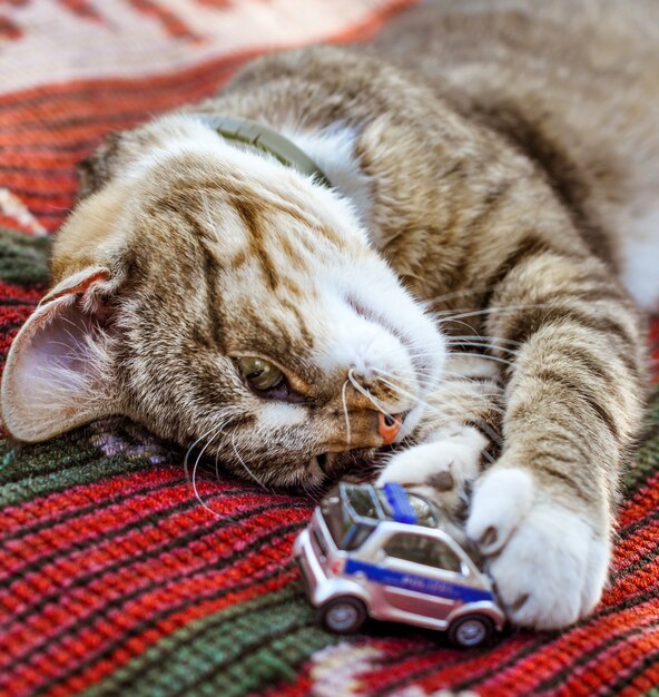 面白い睡眠トラ猫は車のおもちゃで横になっています。