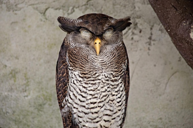 Funny sleepy owl in kuala lumpur birds park, malaysia