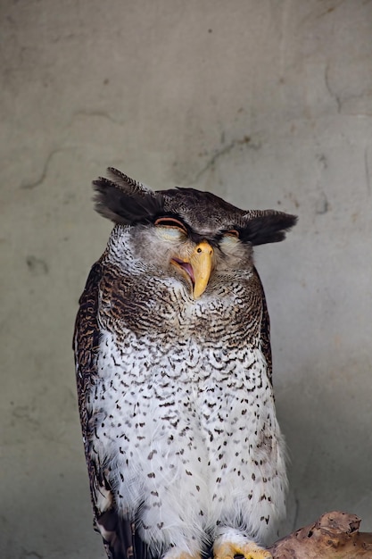 Funny sleepy owl in Kuala Lumpur birds park, Malaysia