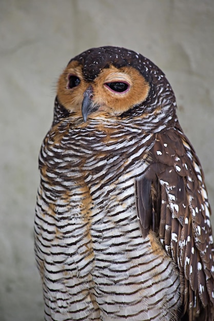 Funny sleepy owl in kuala lumpur birds park, malaysia