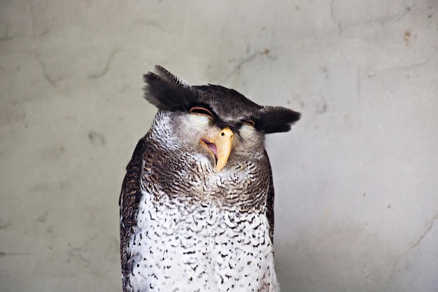 Funny sleepy owl in Kuala Lumpur birds park, Malaysia