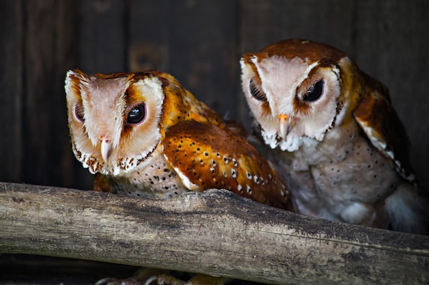 動物園で面白い眠そうなフクロウ