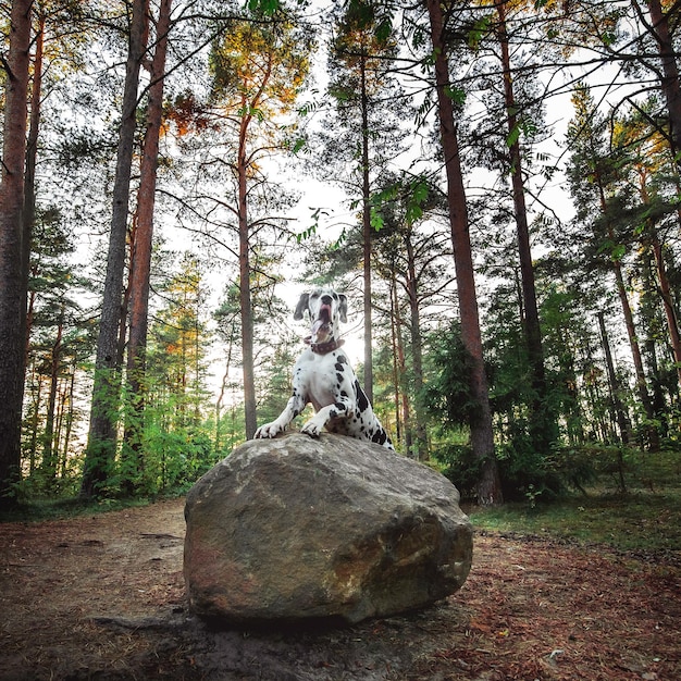 Funny slender dog Dalmatian standing on stone in forest