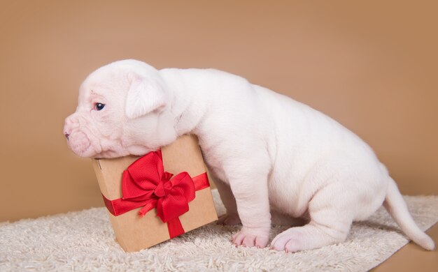 Funny small American Bulldog puppy dog is sitting with gift box