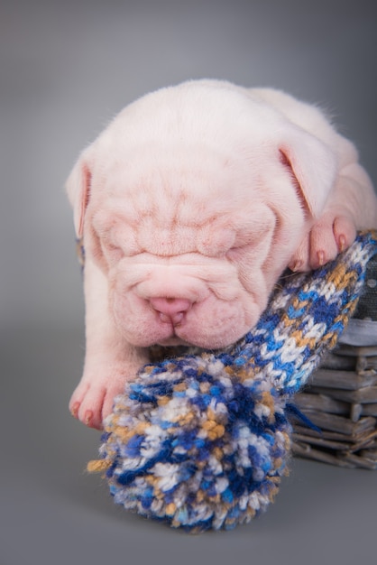 Funny small American Bulldog puppy dog is sleeping on gray blue