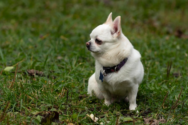 緑の野原の背景にチワワの品種のクローズ アップの面白い小型犬。