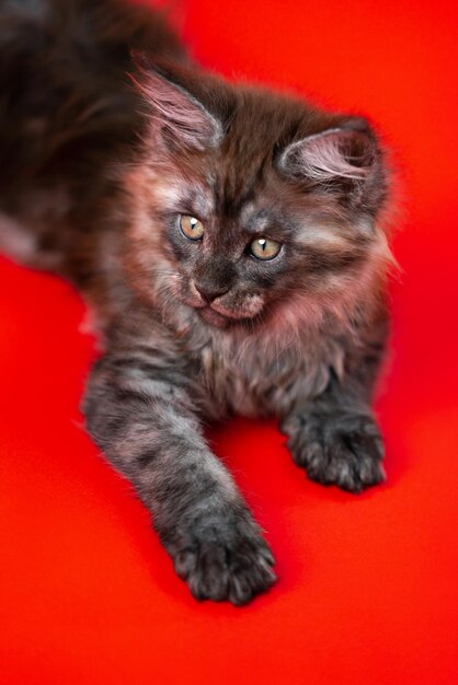 赤い背景の上に横たわっている色の黒い煙のアメリカのロングヘアクーン猫の品種の面白い小さな女性