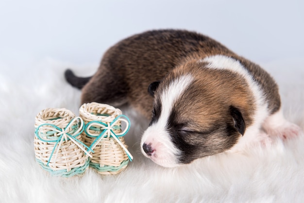 Funny small Pembroke Welsh Corgi puppy dog with baby shoes isolated on white scenery for Christmas or other holidays card