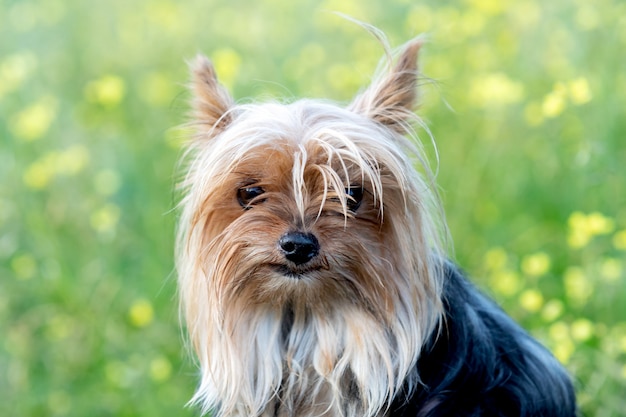 Foto divertente piccolo cane yorkshire