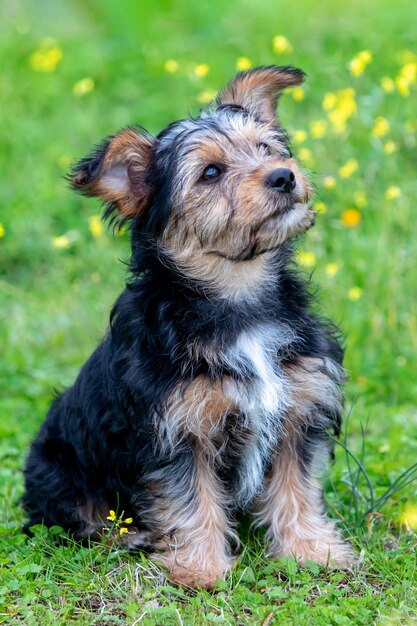 面白い小さなヨークシャー犬