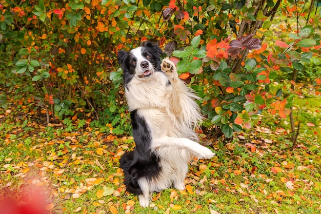 Divertente cucciolo sorridente cane border collie giocando a saltare in caduta colorato fogliame sfondo nel parco all'aperto cane a camminare nella giornata autunnale ciao autunno concetto di tempo freddo