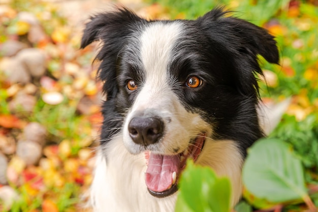 Funny smiling puppy dog border collie sitting on fall colorful foliage background in park outdoor do