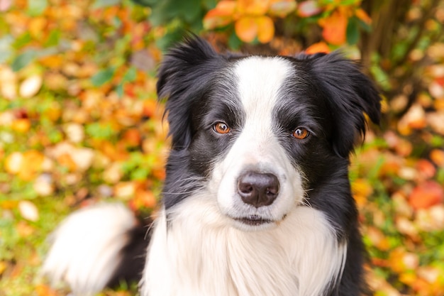 Funny smiling puppy dog border collie sitting on fall colorful foliage background in park outdoor do...