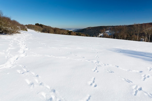 Funny Snow Tracks in the Eifel Germany