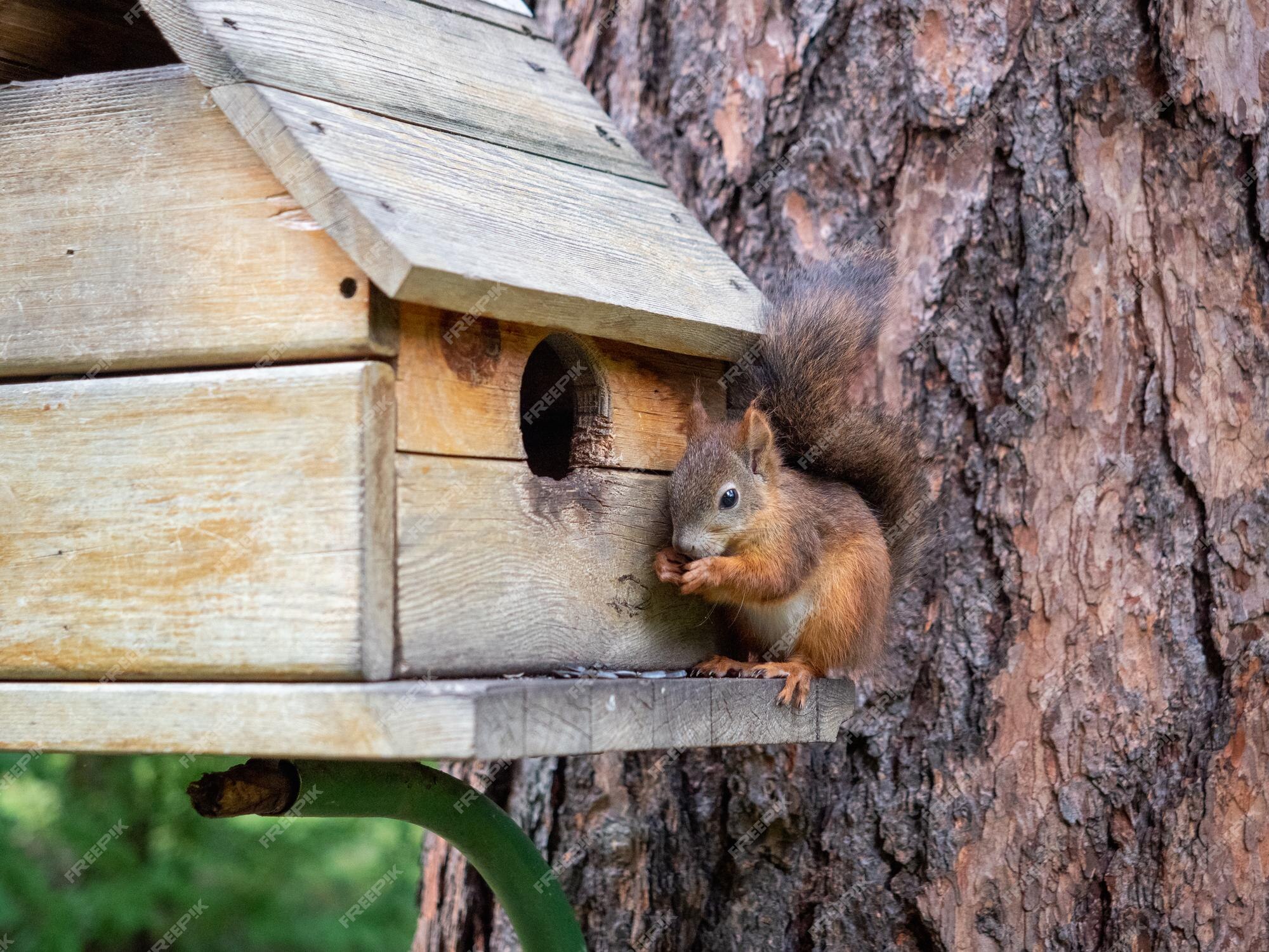 Premium Photo | Funny squirrel sits on a house, wildlife, eat nuts Premium Photo | Funny squirrel sits on a house, wildlife, eat nuts