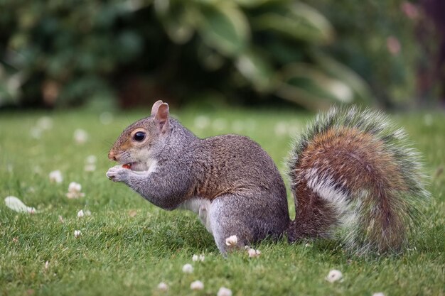 写真 スコットランドのダンファームリンの夏の公園に座っている面白いリス