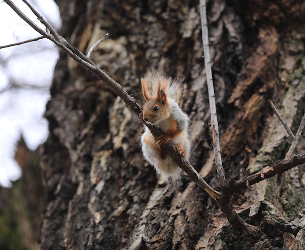 funny squirrel on a tree branch