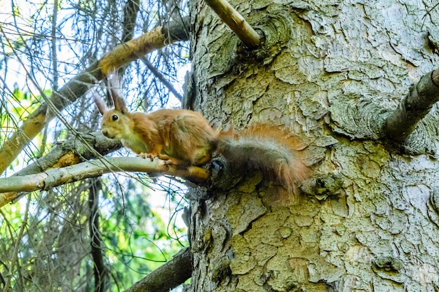 Funny squirrel on the tree at summer