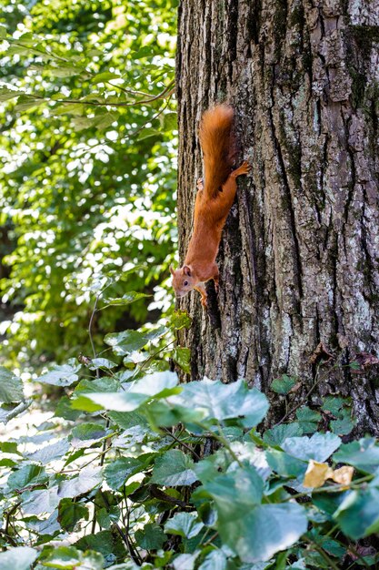 Foto scoiattolo divertente sull'albero