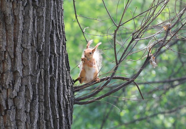 Photo funny squirrel on a tree