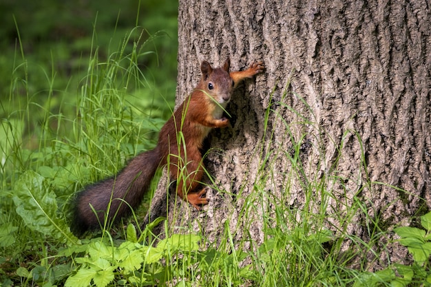 Funny squirrel on a tree