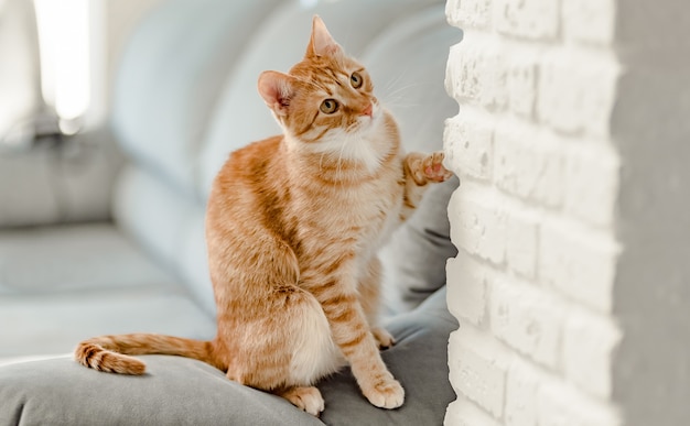 Funny striped ginger cat sitting on the sofa