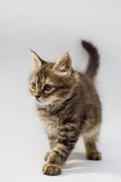 Funny striped kitten sitting and smiling