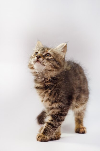 Funny striped kitten sitting and smiling