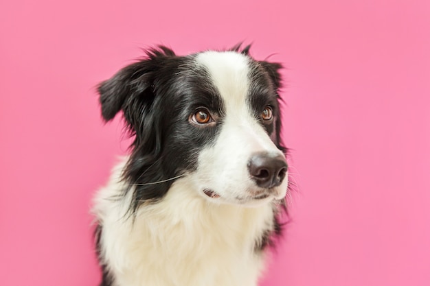 Funny studio portrait of cute border collie isolated on pink background