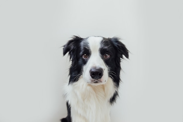 Забавный студийный портрет милого улыбающегося щенка бордер-колли, изолированного на белом фоне