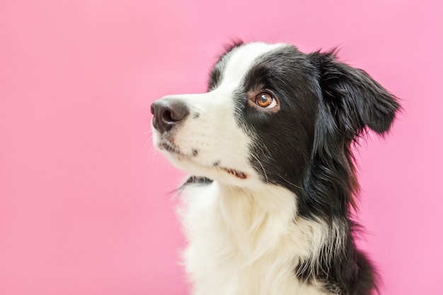 分離されたかわいい笑顔子犬犬ボーダーコリーの面白いスタジオポートレート