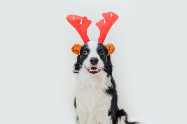 Funny studio portrait of cute smiling puppy dog border collie wearing Christmas costume