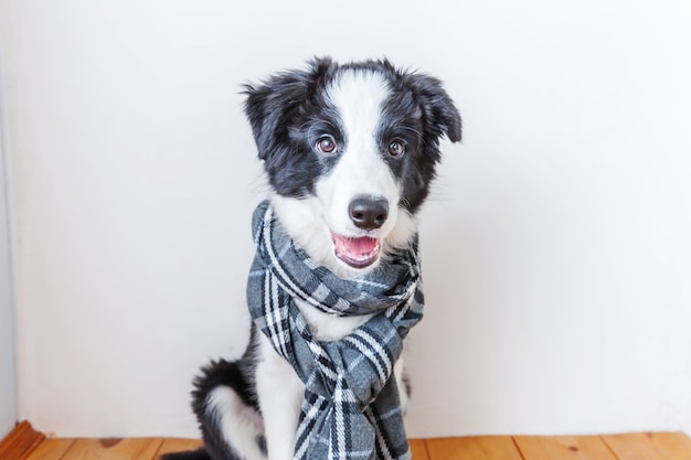 屋内の首に暖かい服のスカーフを身に着けているかわいい笑顔の子犬の犬のボーダーコリーの面白いスタジオの肖像画。家にいる家族の小さな犬の新しい素敵なメンバーの冬または秋の肖像画。