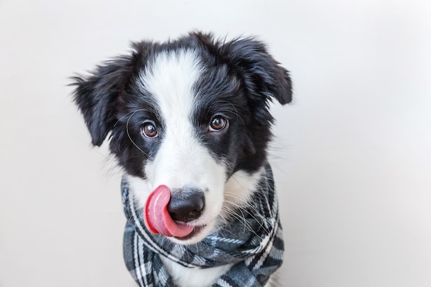 白い背景で隔離の首の周りに暖かい服のスカーフを身に着けているかわいい笑顔の子犬犬ボーダーコリーの面白いスタジオの肖像画家族の小さな犬の新しい素敵なメンバーの冬または秋の肖像画