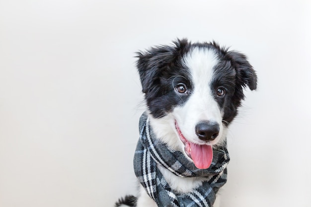 Funny studio portrait of cute smiling puppy dog border collie wearing warm clothes scarf around neck isolated on white background. Winter or autumn portrait of new lovely member of family little dog.