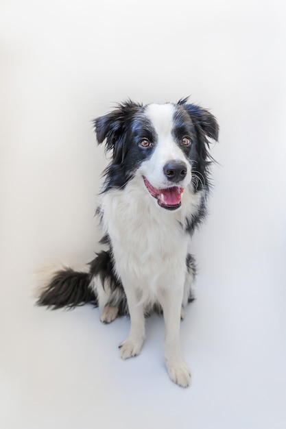 Funny studio portrait of cute smiling puppy dog border collie