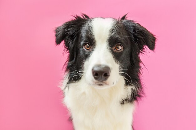 Funny studio portrait of cute smilling puppy dog border collie isolated on pink wall. New lovely member of family little dog gazing and waiting for reward. Pet care and animals concept