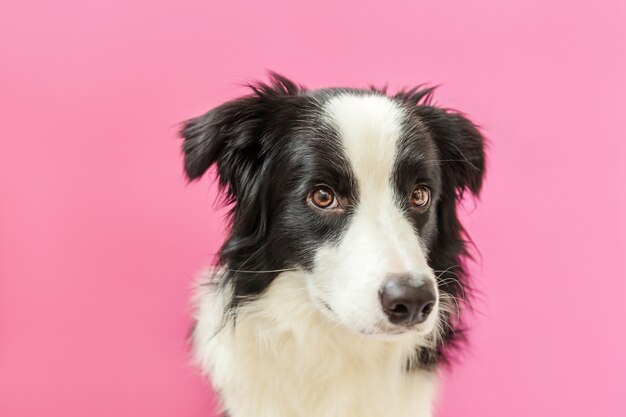 Funny studio portrait of cute smilling puppy dog border collie isolated on pink