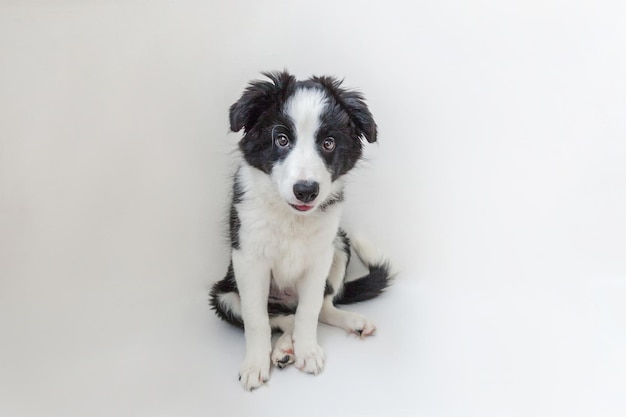 Funny studio portrait of cute smilling puppy dog border collie isolated on white background. New lovely member of family little dog gazing and waiting for reward. Pet care and animals concept