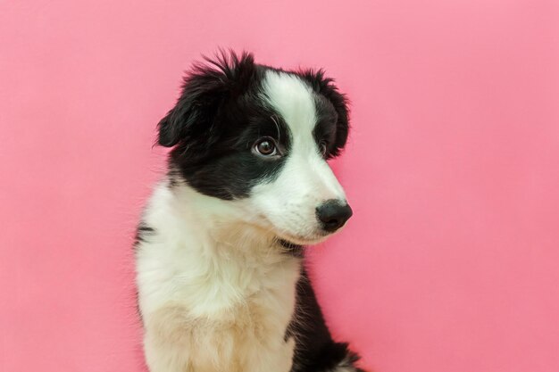 Funny studio portrait of cute smilling puppy dog border collie on pink pastel background